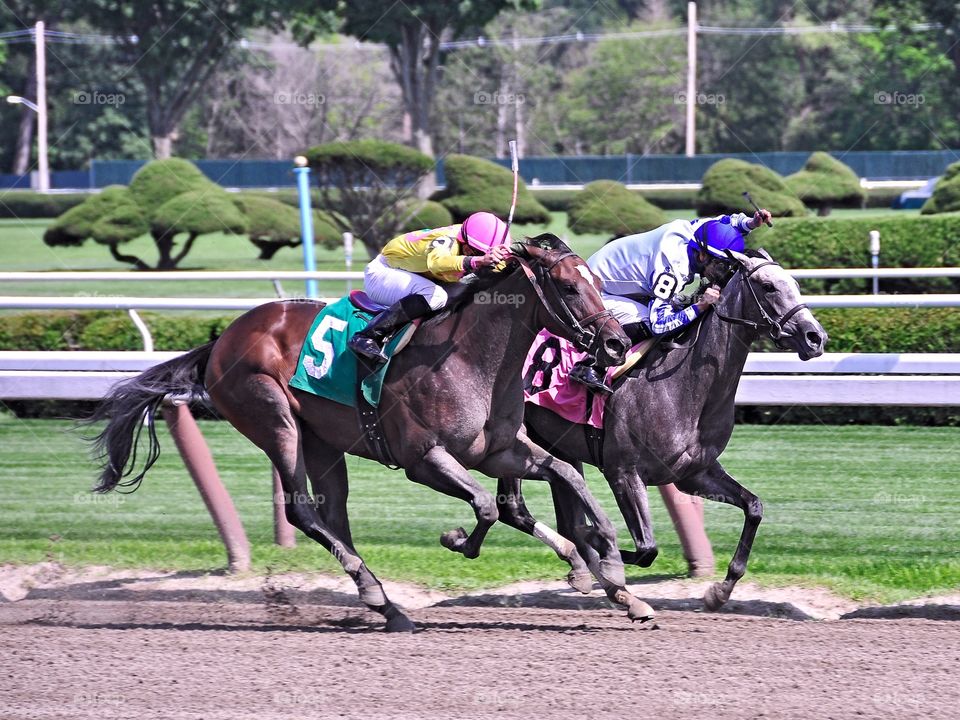 The Battle at Saratoga. The roan Graeme Crackers and The Louis Diner battle to the finish line as these two-year fillies finish noses apart. 