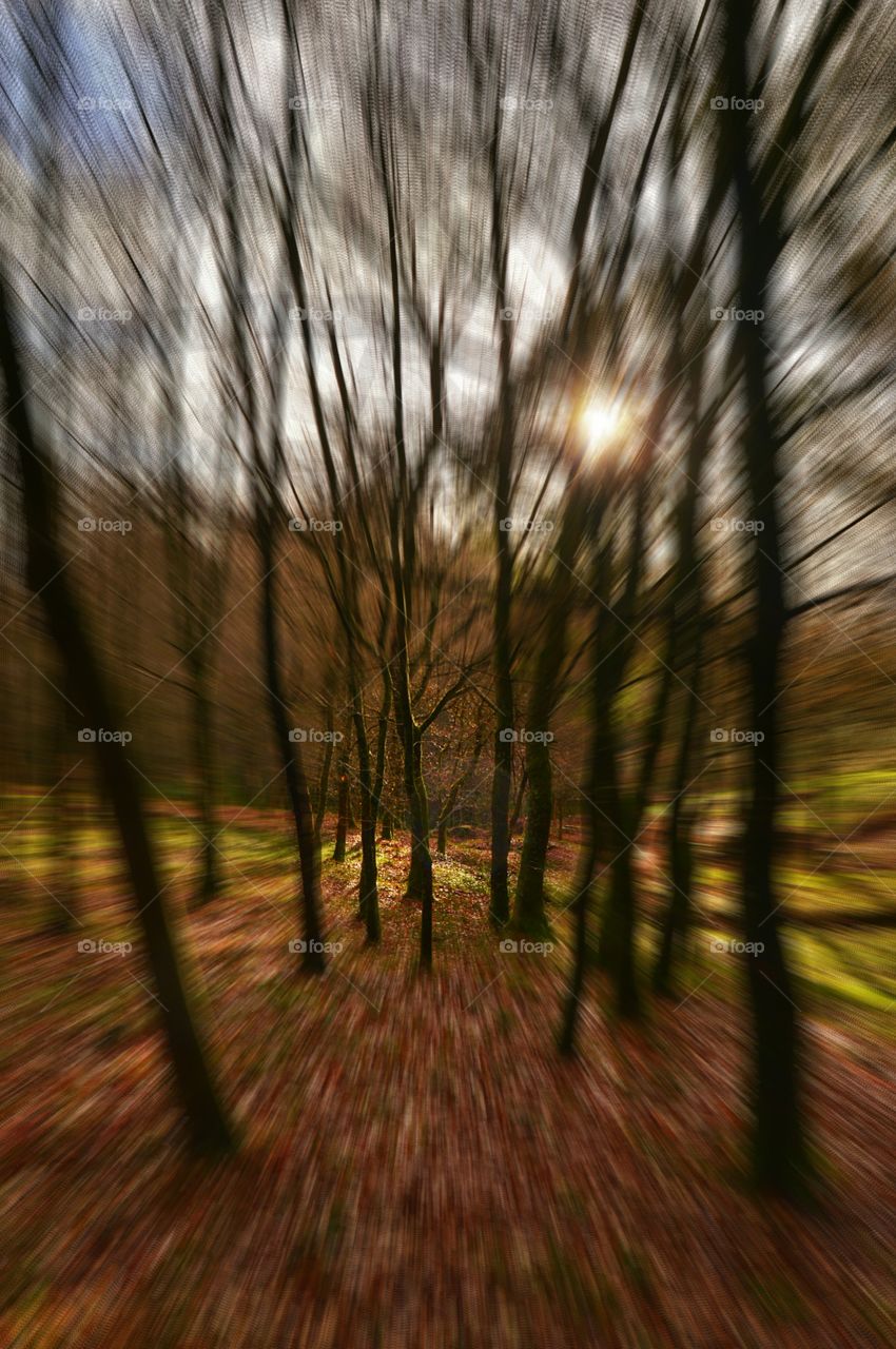 Forest on Mount Pedroso, Santiago de Compostela