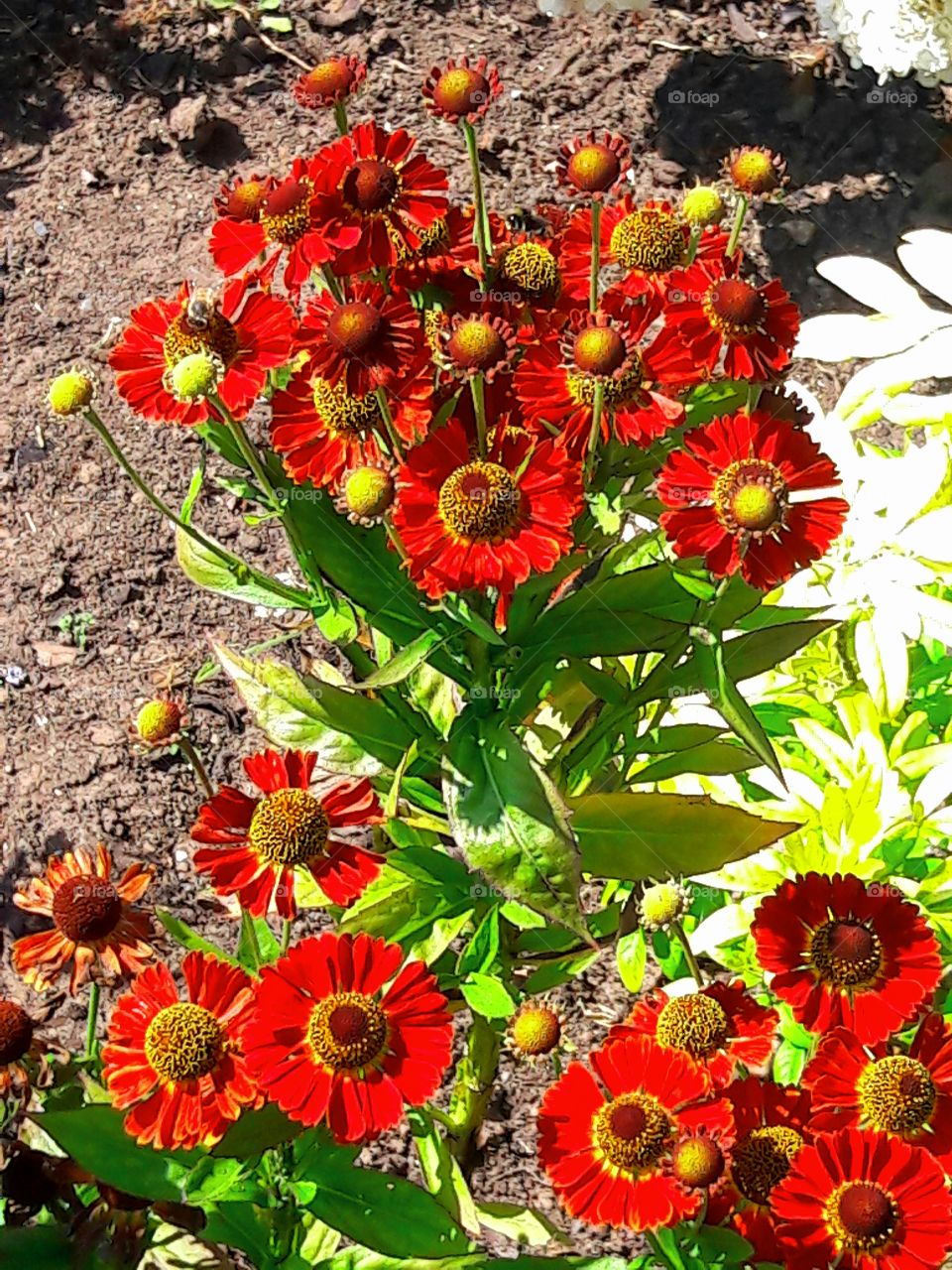 Red Flowers in Summer