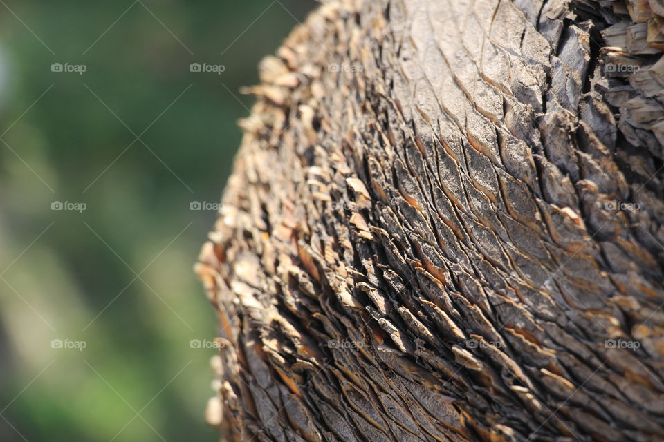A trunk of a palm tree