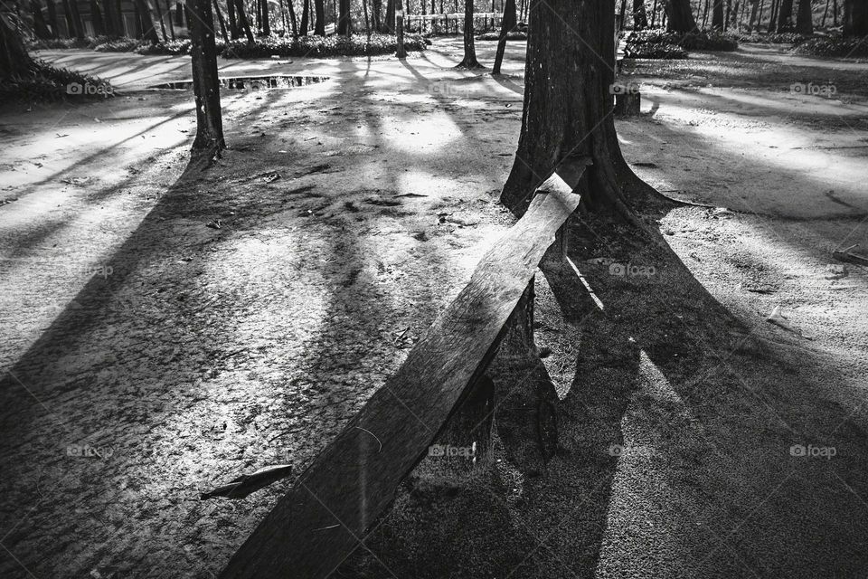 Light Shadow Tree Bench 