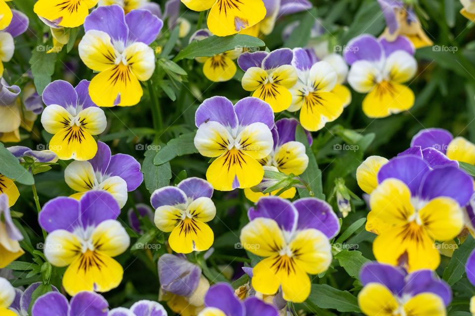 Portrait of a Plant - Pansy?