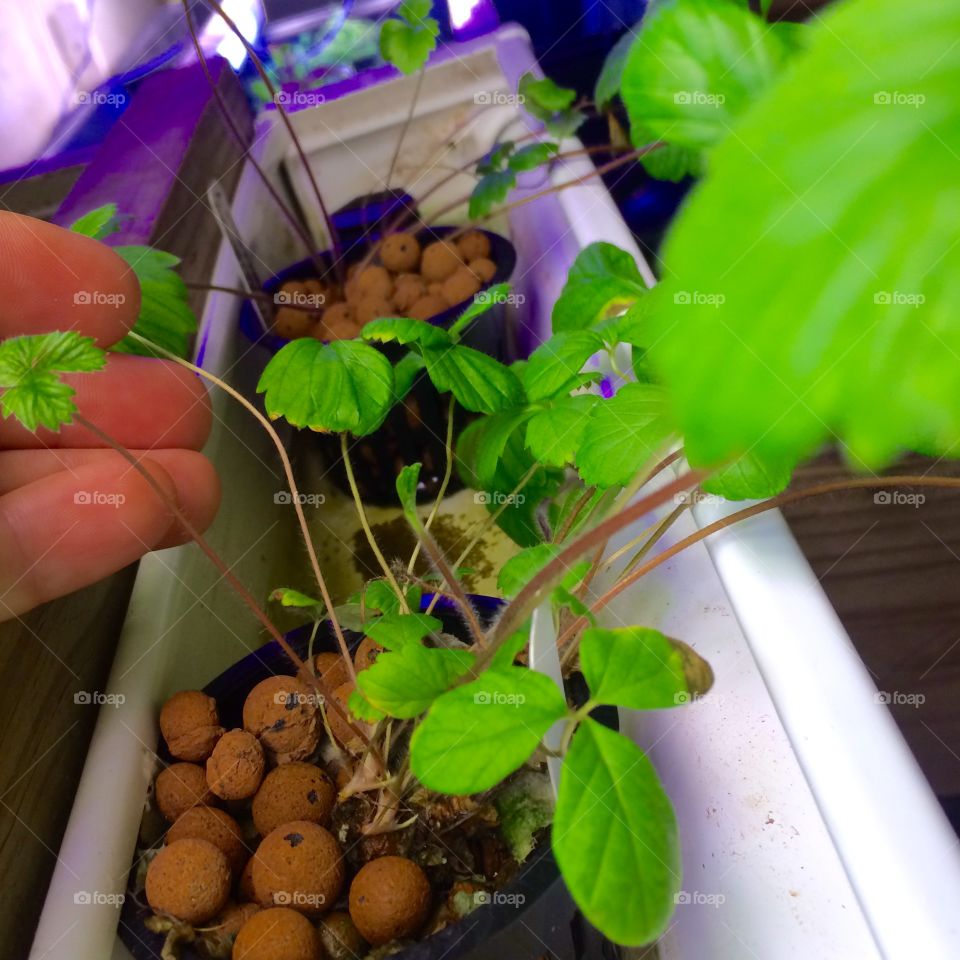 Strawberry Aquaponics