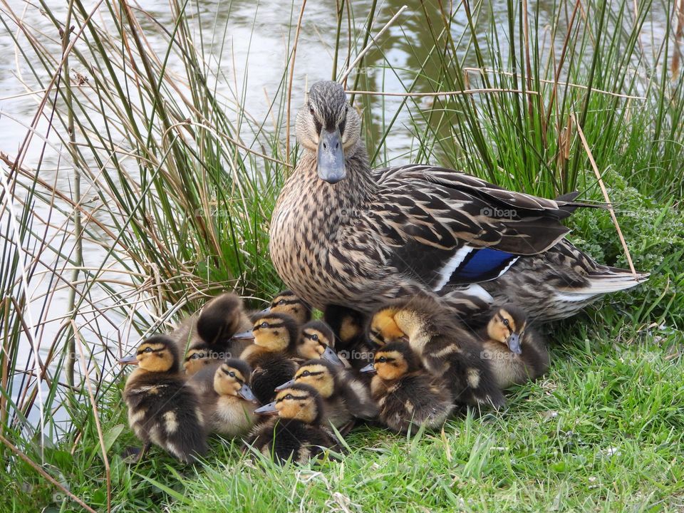 Ducklings at the river