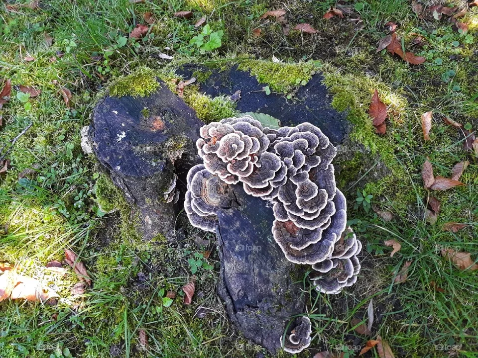 Mushroom grown on bark