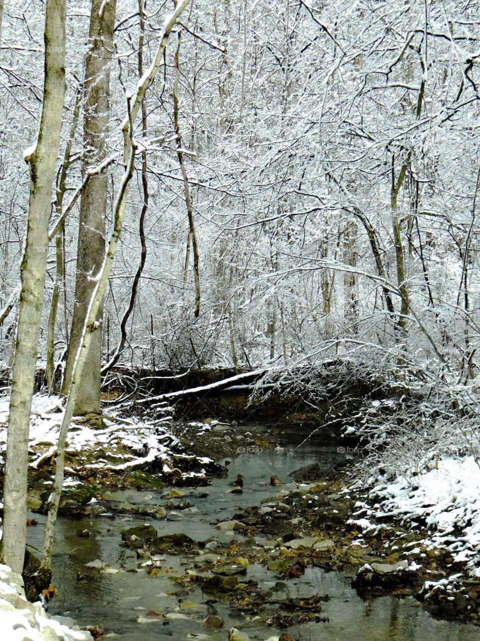 Snowy Stream