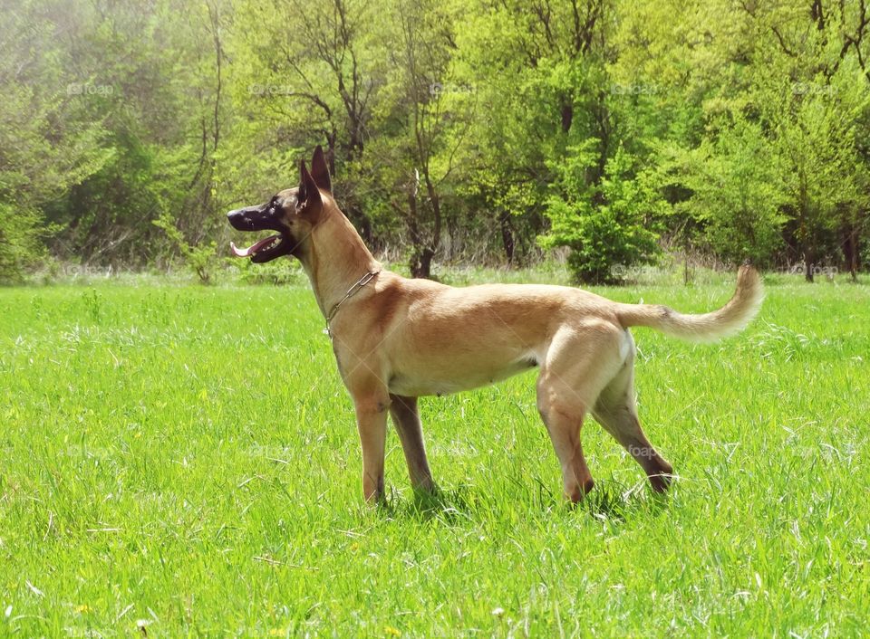 Dog shepherd malinois