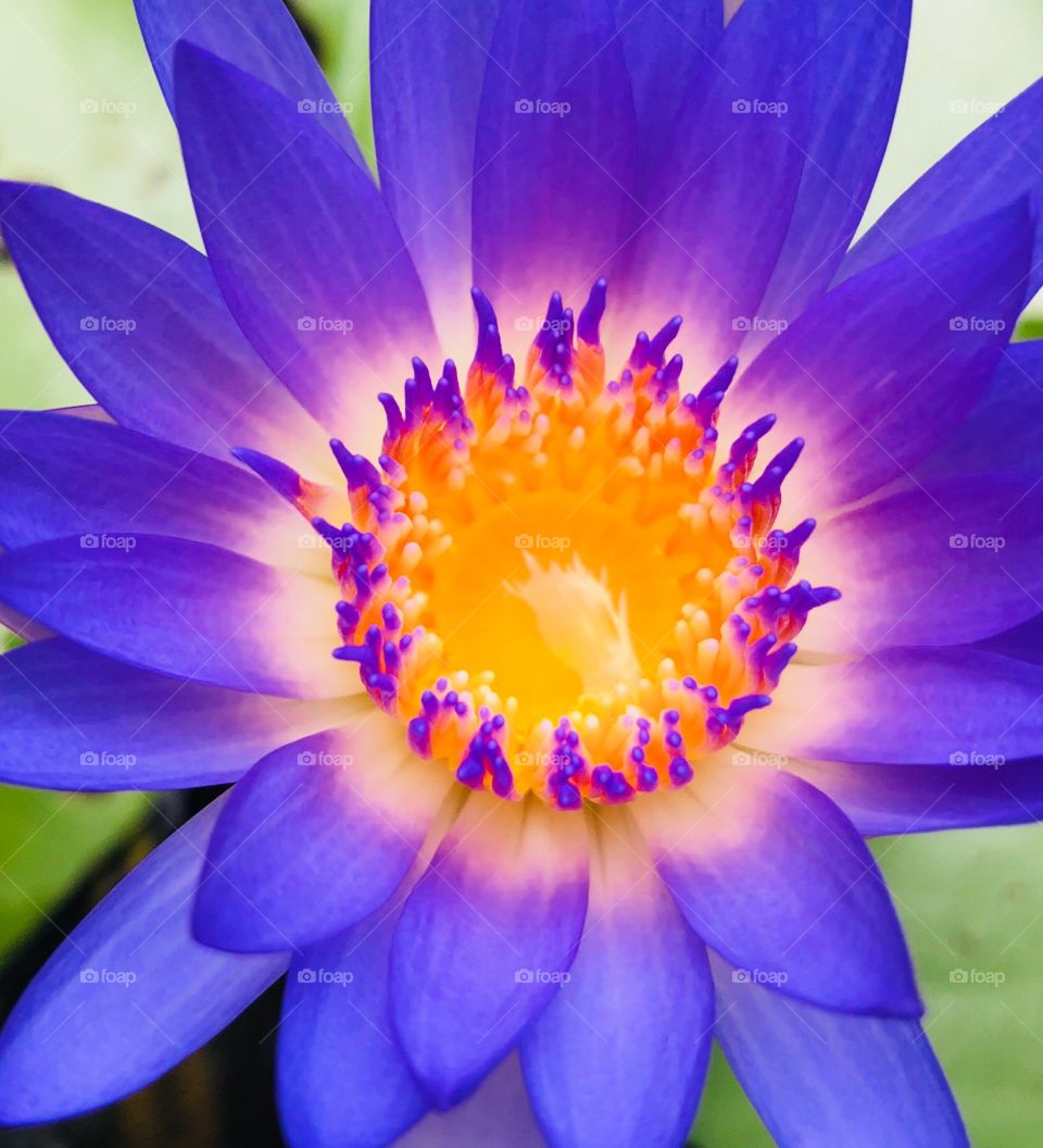 Close up Lotus 💧