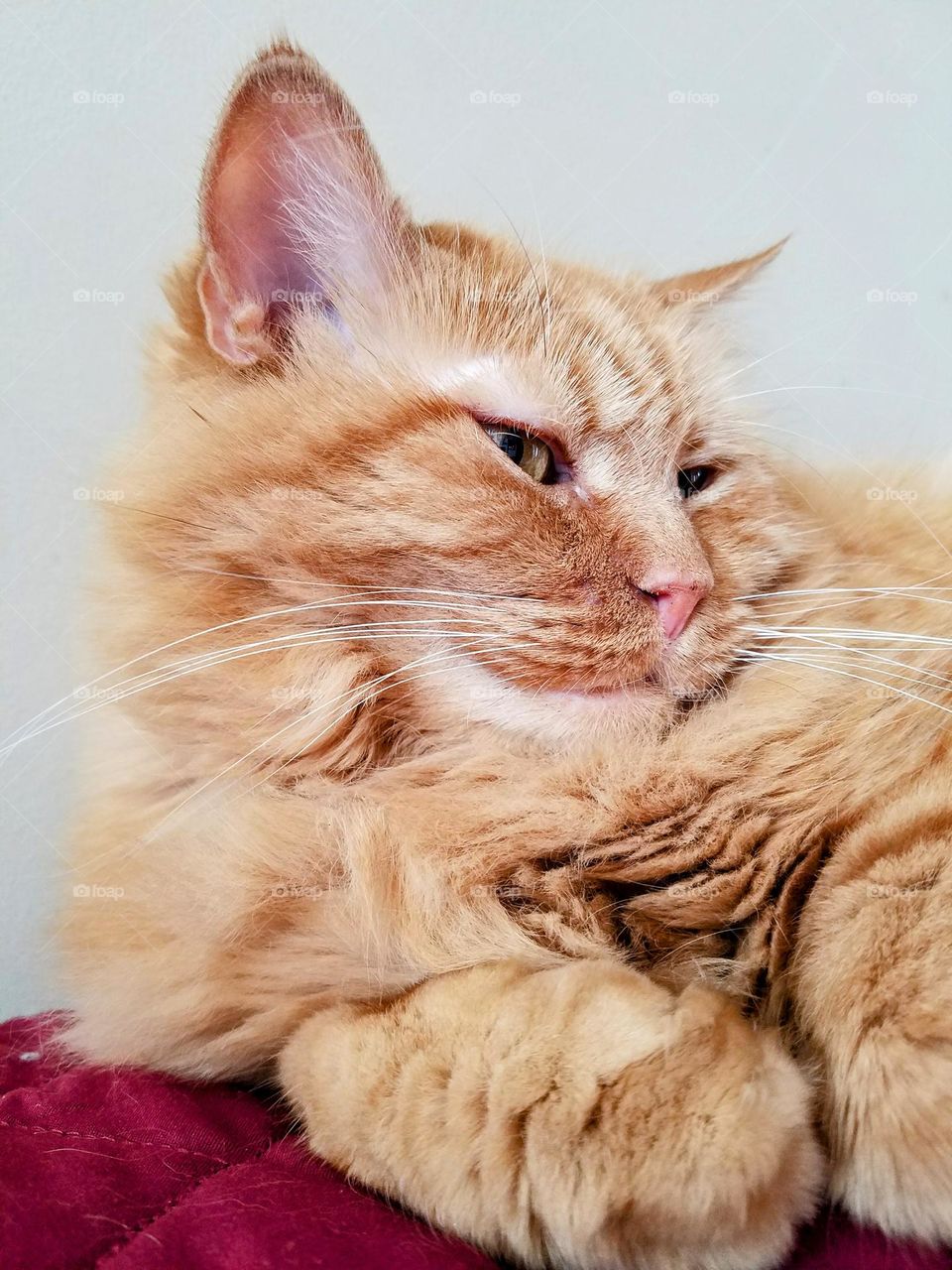 fluffy orange cat