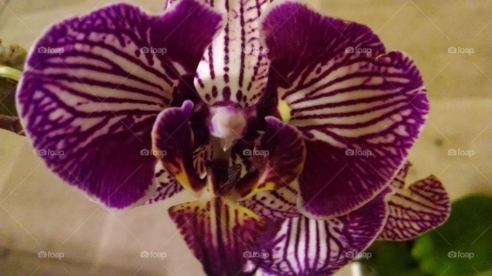 Orchid . pretty 