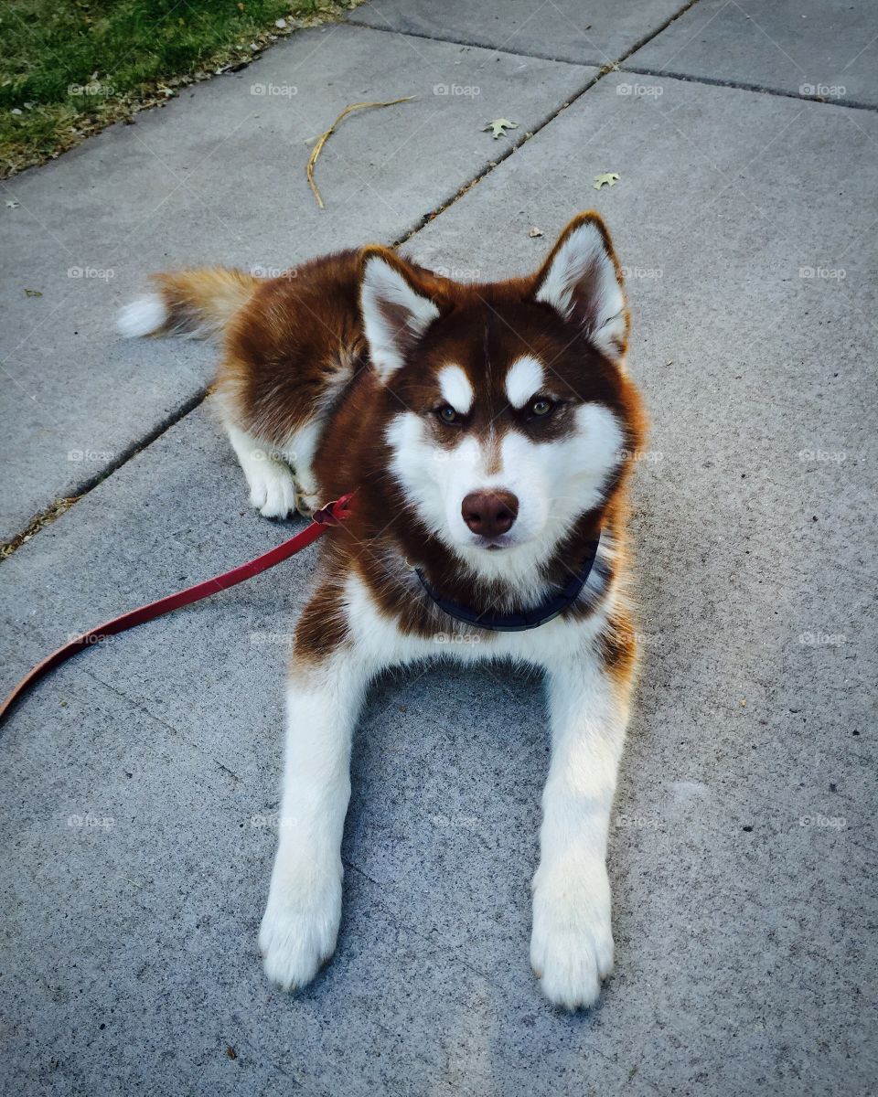 Dog, Mammal, Canine, Cute, Pet