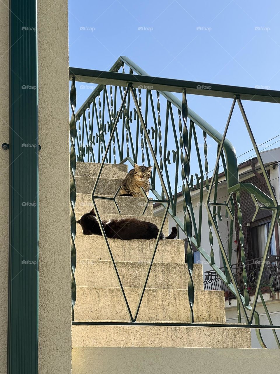 Cats on the stairs