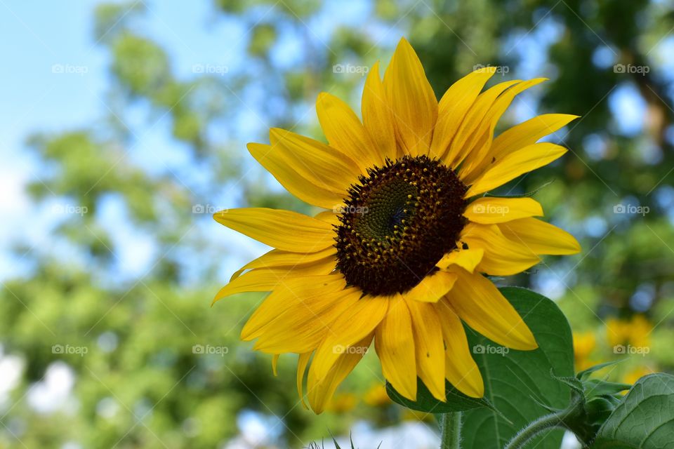 Beautiful happy sunflower 