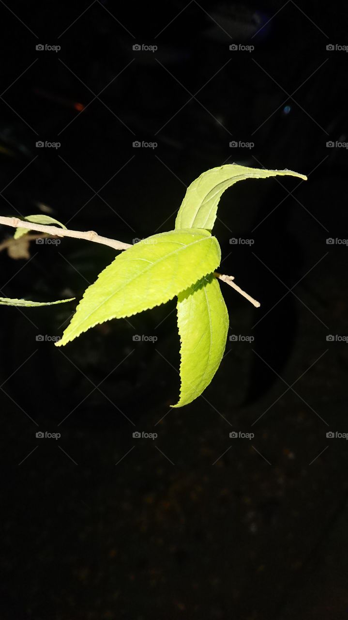 background black green leaf