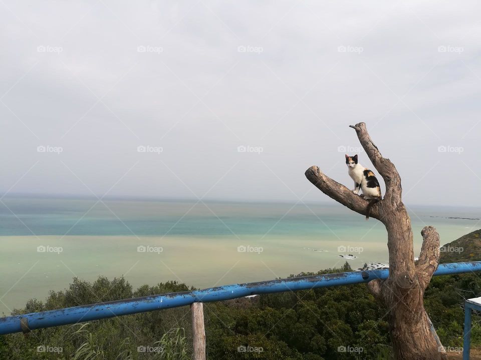 cat enjoying the nature