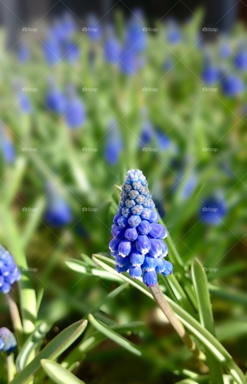 Blue grape hyacinth