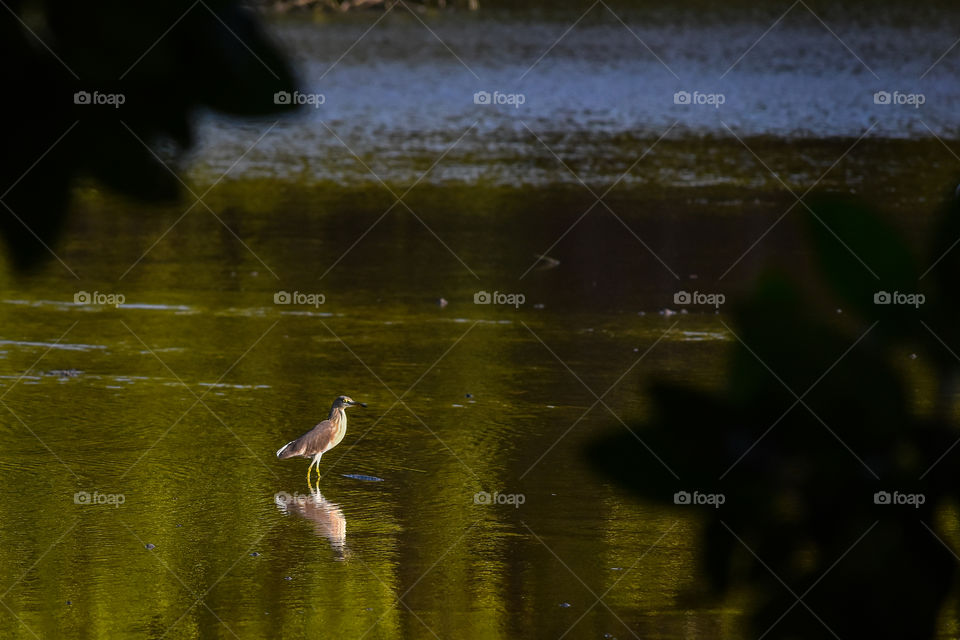Herons are monitoring food in a probolinggo pond, Indonesia