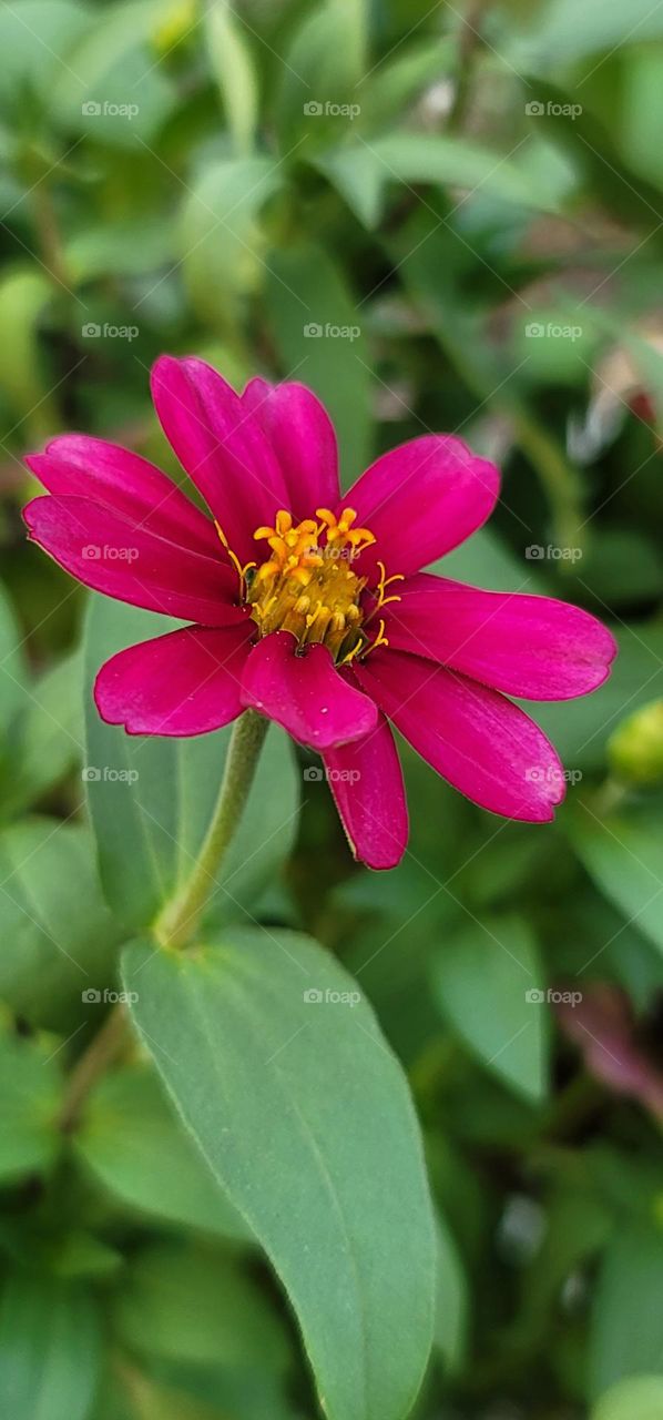 Youth-and-old-age.Zinnia angustifolia Kunth