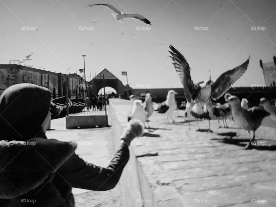 my dauther try to help seagulls bird by feeding them.