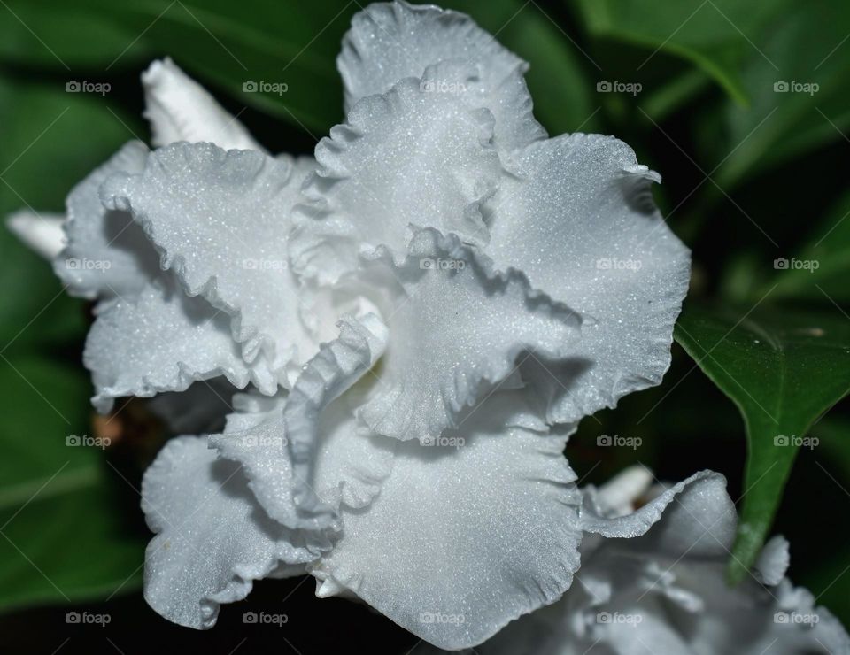 whitish lovely crape jasmine flower or otherwise pinwheel flower