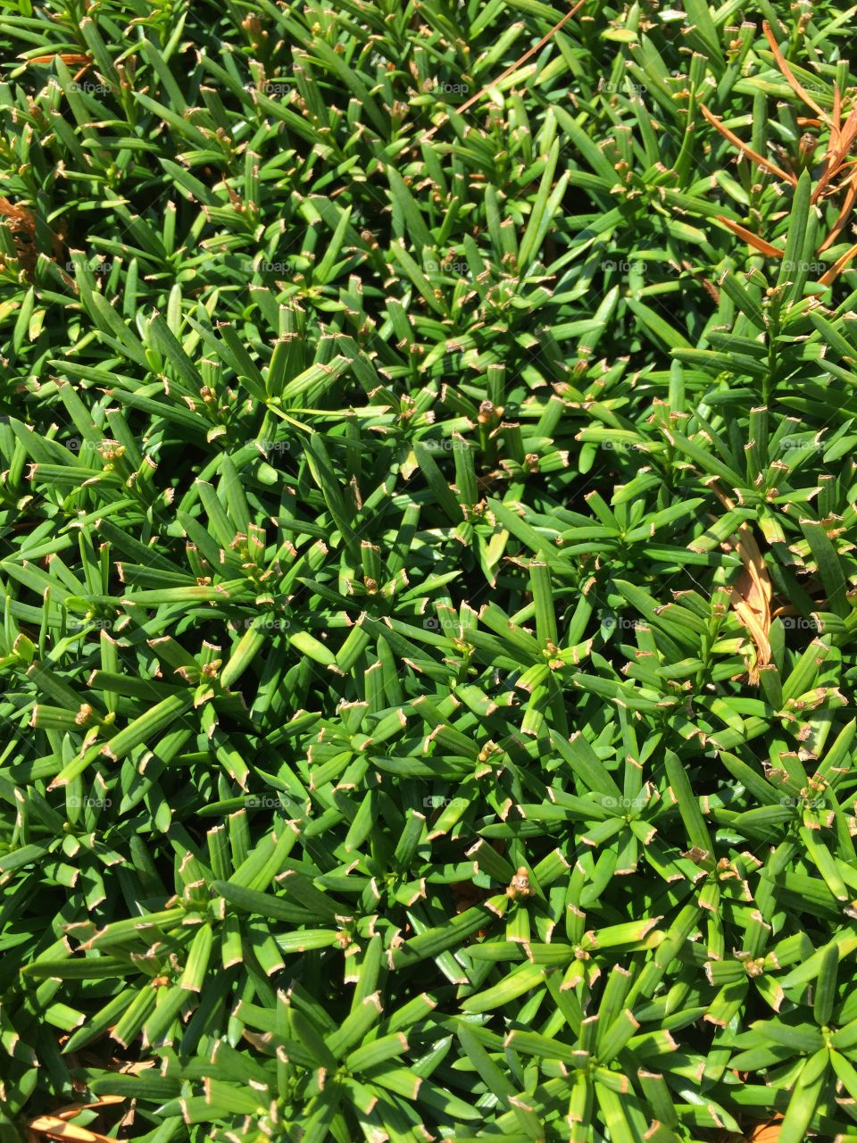 Texture of grass 