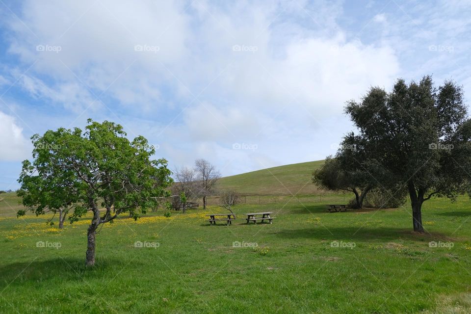 Perfect spot for a picnic.