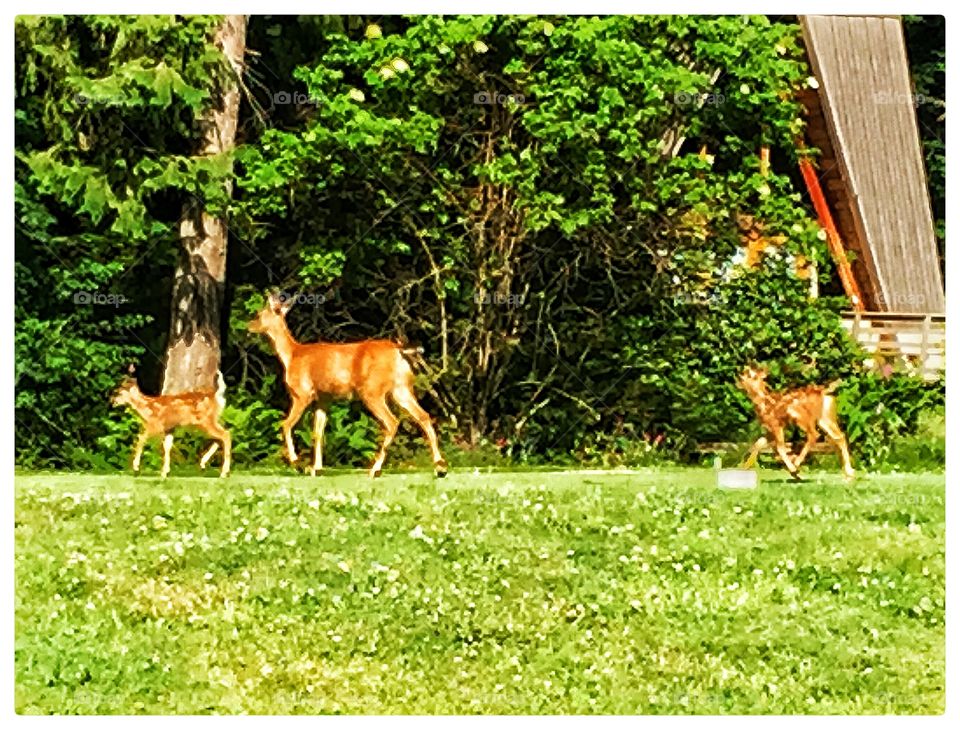 Mother and Fawns 