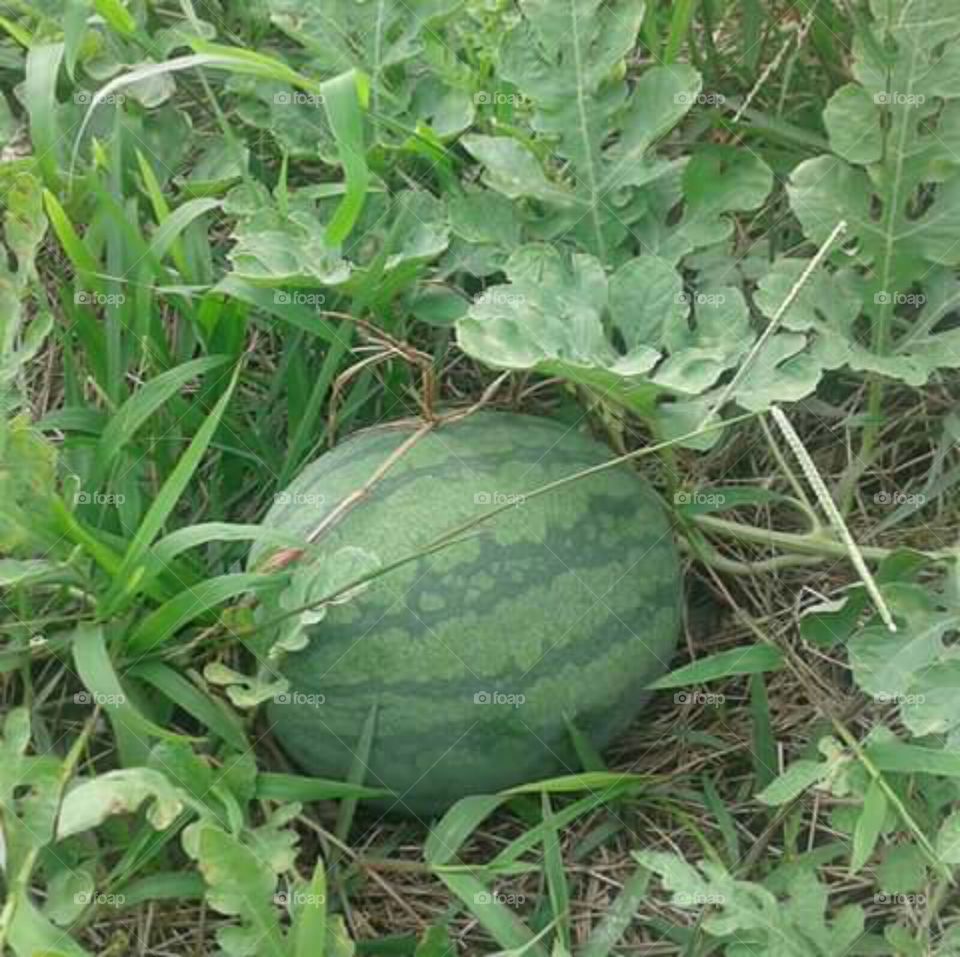 watermelon in the garden and growth