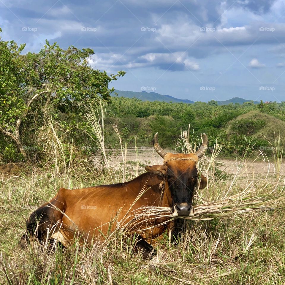 Hungry cow