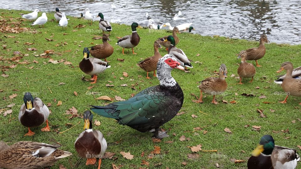 feather encounter