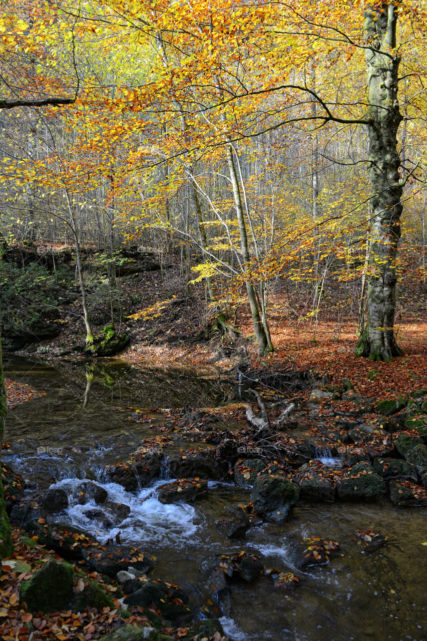 autumn landscape in Maisinger stream in Canyon. Bavaria, next to Starnberg. germany.