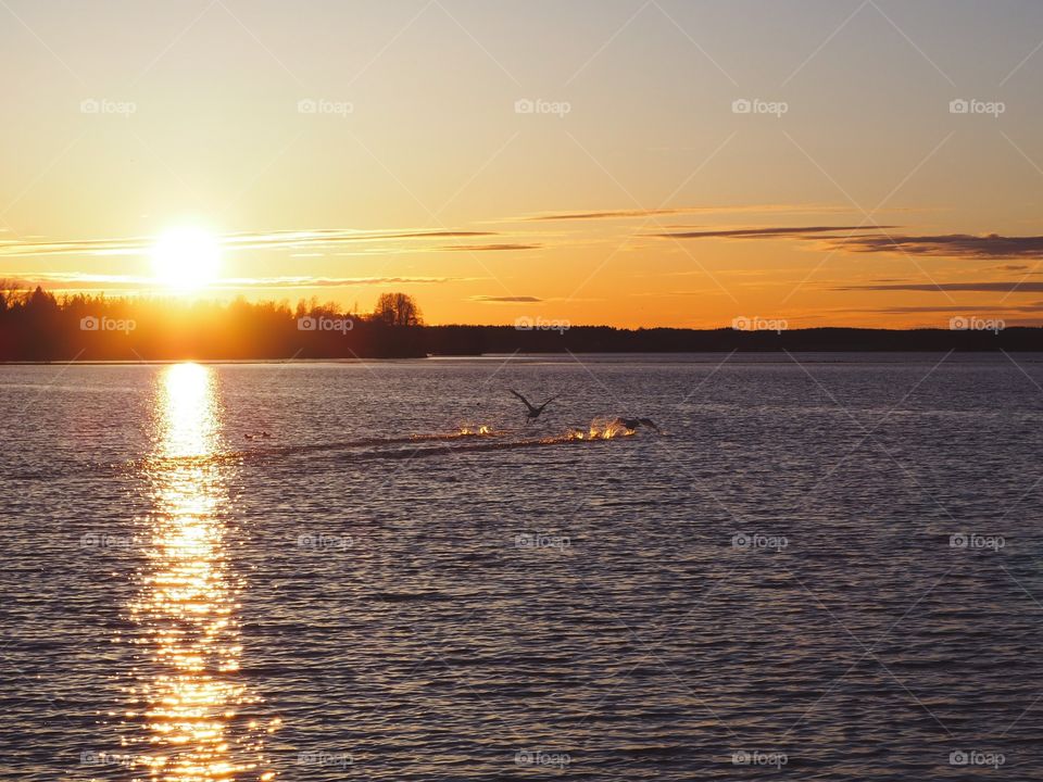 Swans flying above the water at sunset. 