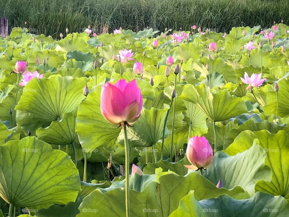 Full of lotus pond is to give you the romance of summer.