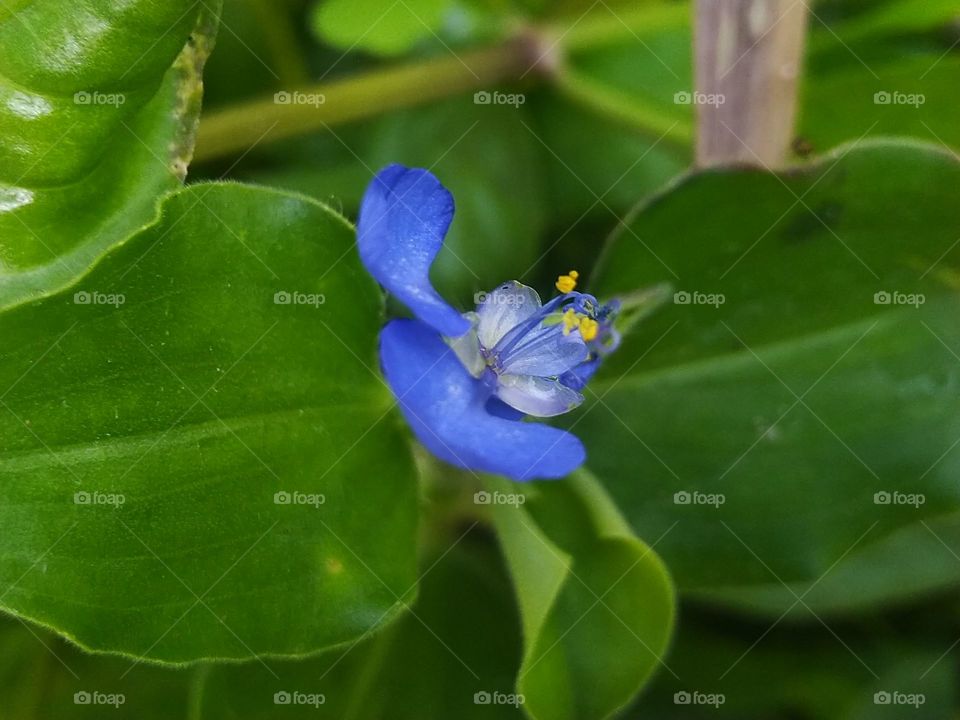 Gewor flowers or grass are weeds that are commonly found in rice fields and are also often used as vegetables or salad