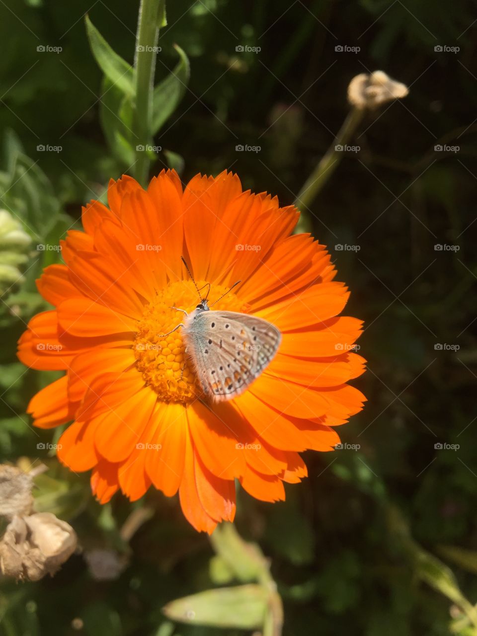 Calendula officinalis