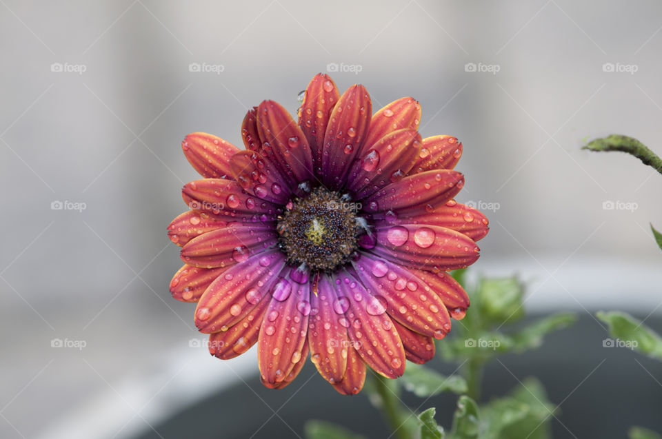 Flower with rain drops 
