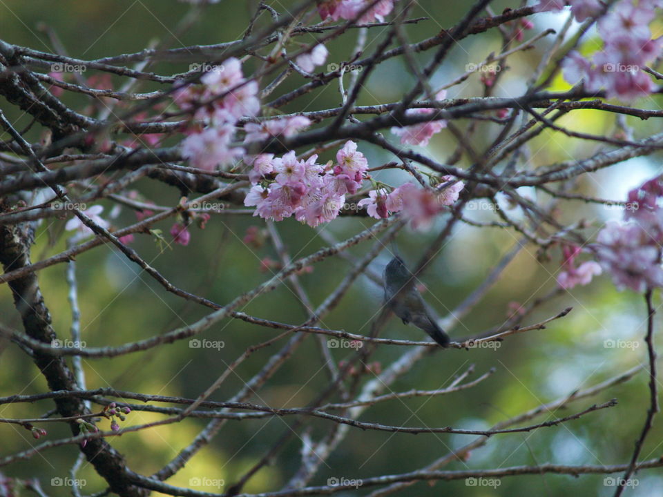 Hummingbird