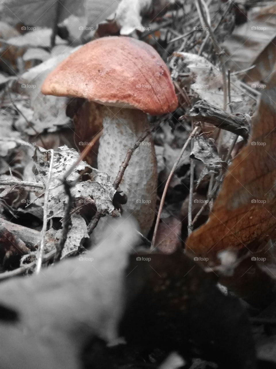 mushroom