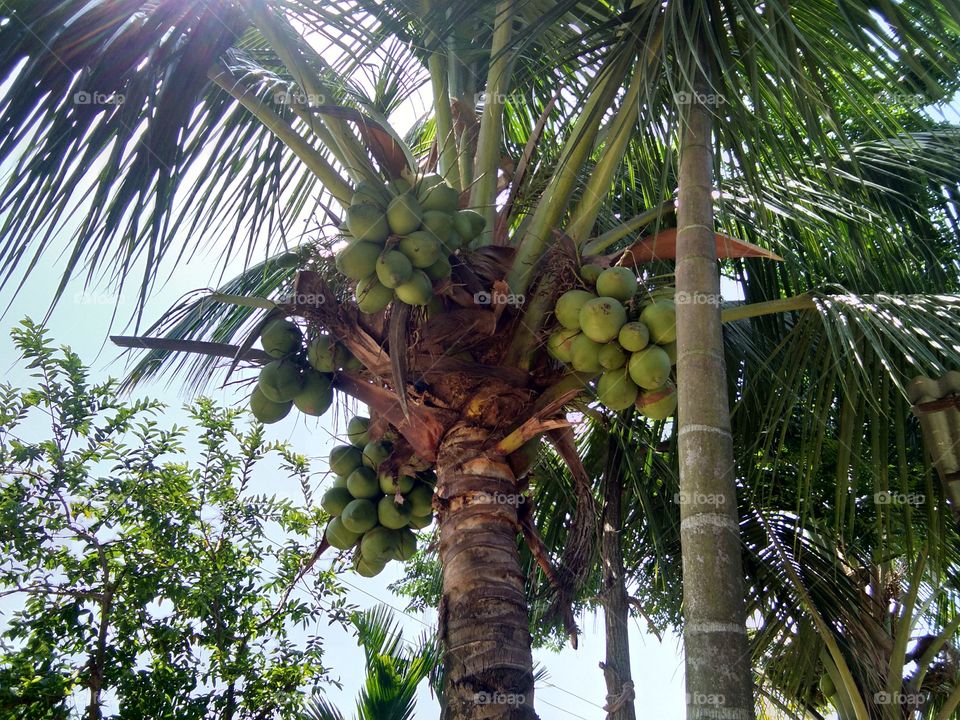 ..photo photo its my first photo for you ...coconut p..m Rupam baskota from Assam. i read in clatree photos... s 12 .my stream science best photo for u