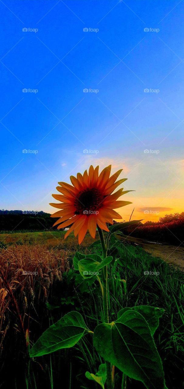 sunset lovely 💐🌼