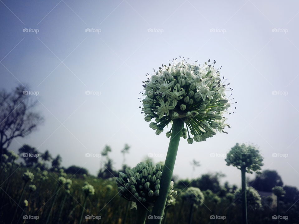 the beautiful onion flowers