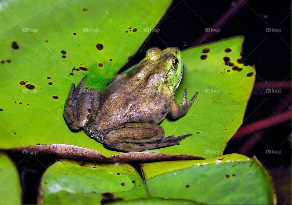Frog on waterlily

