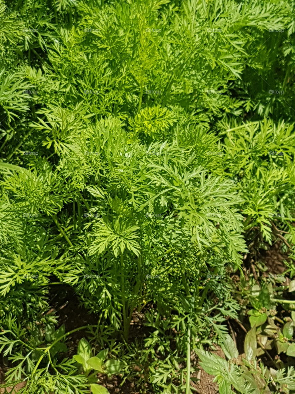trying to grow some carrots for my green garden.