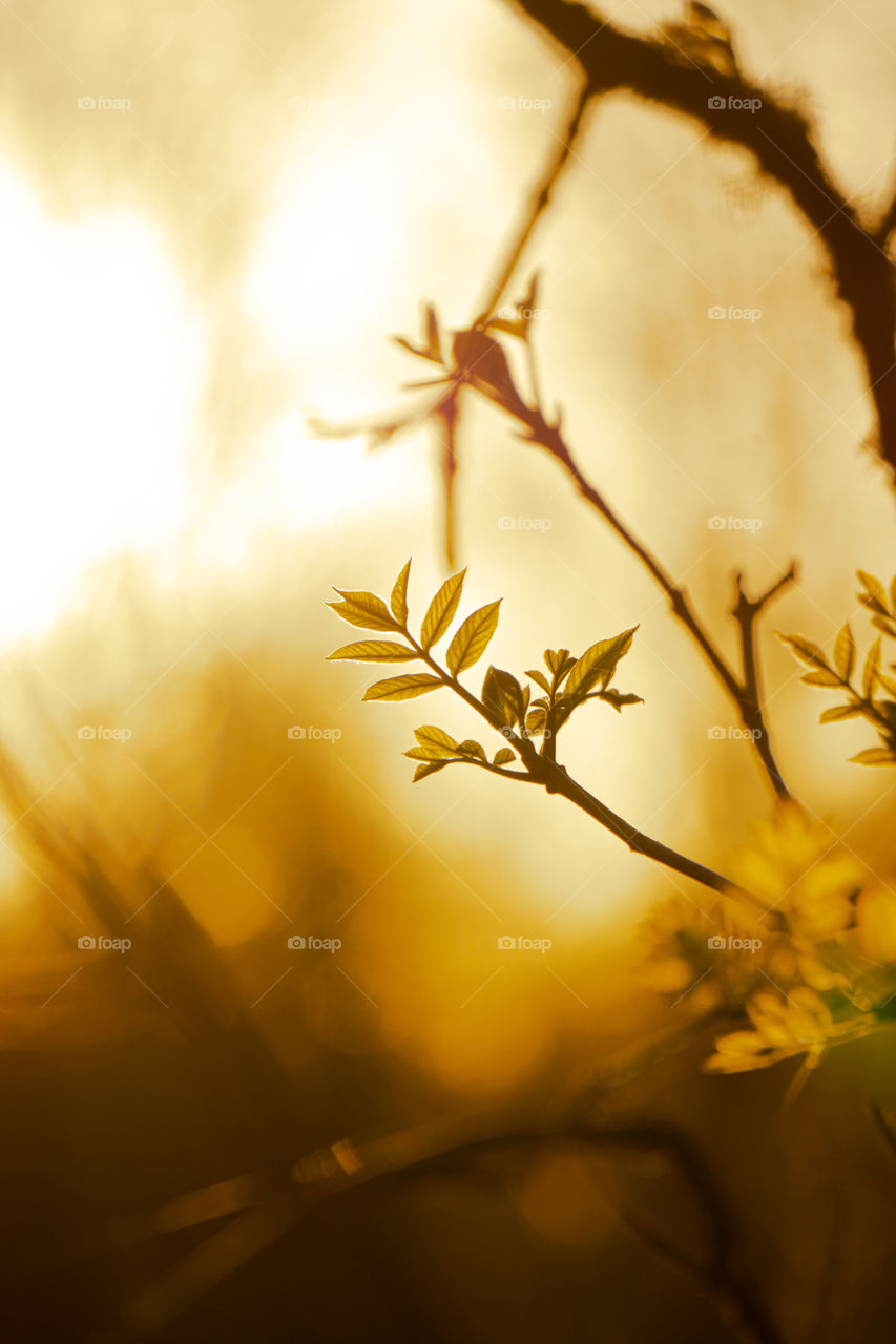 Sprouting leaves in golden hour