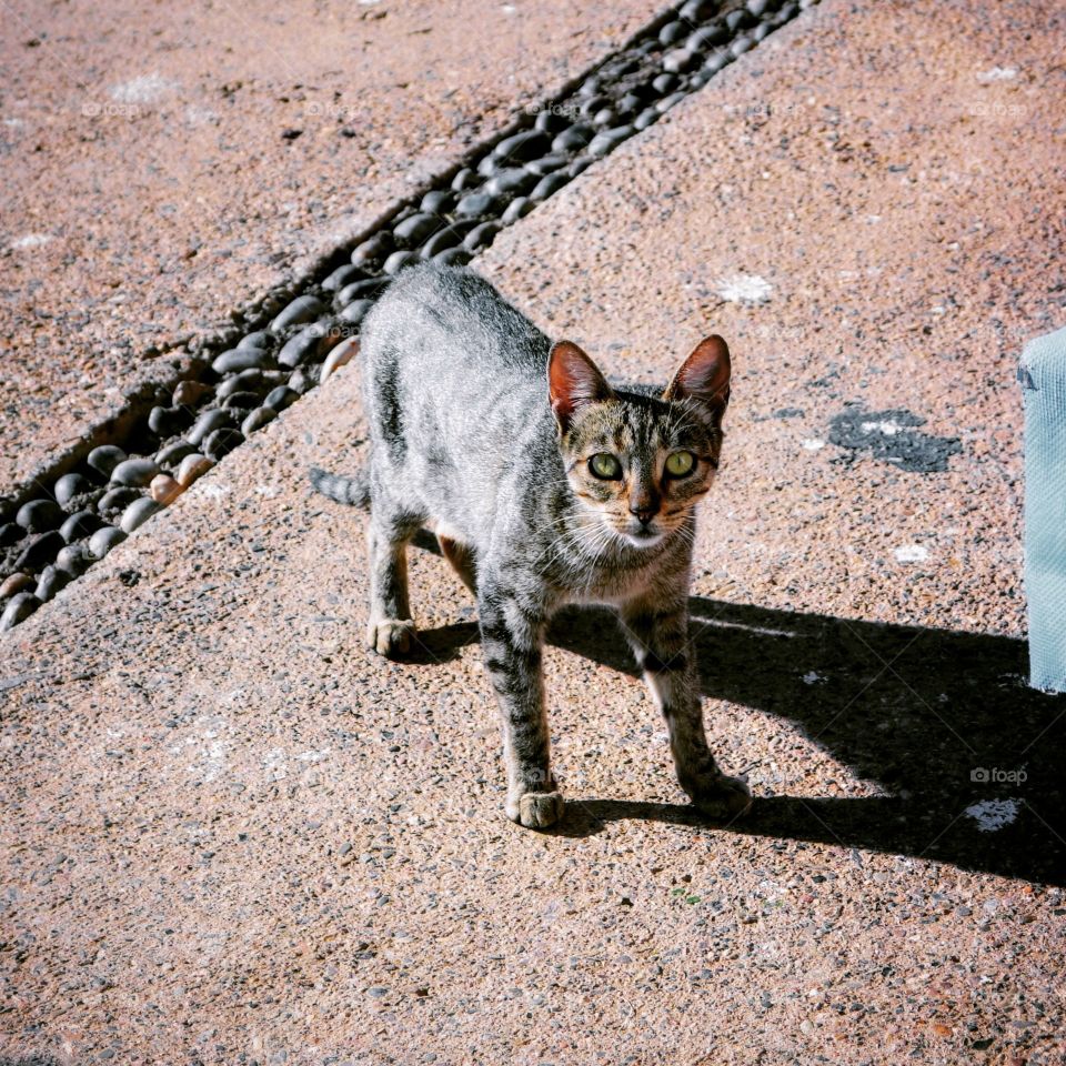 Un gato que encontré mientras caminaba por la calle.