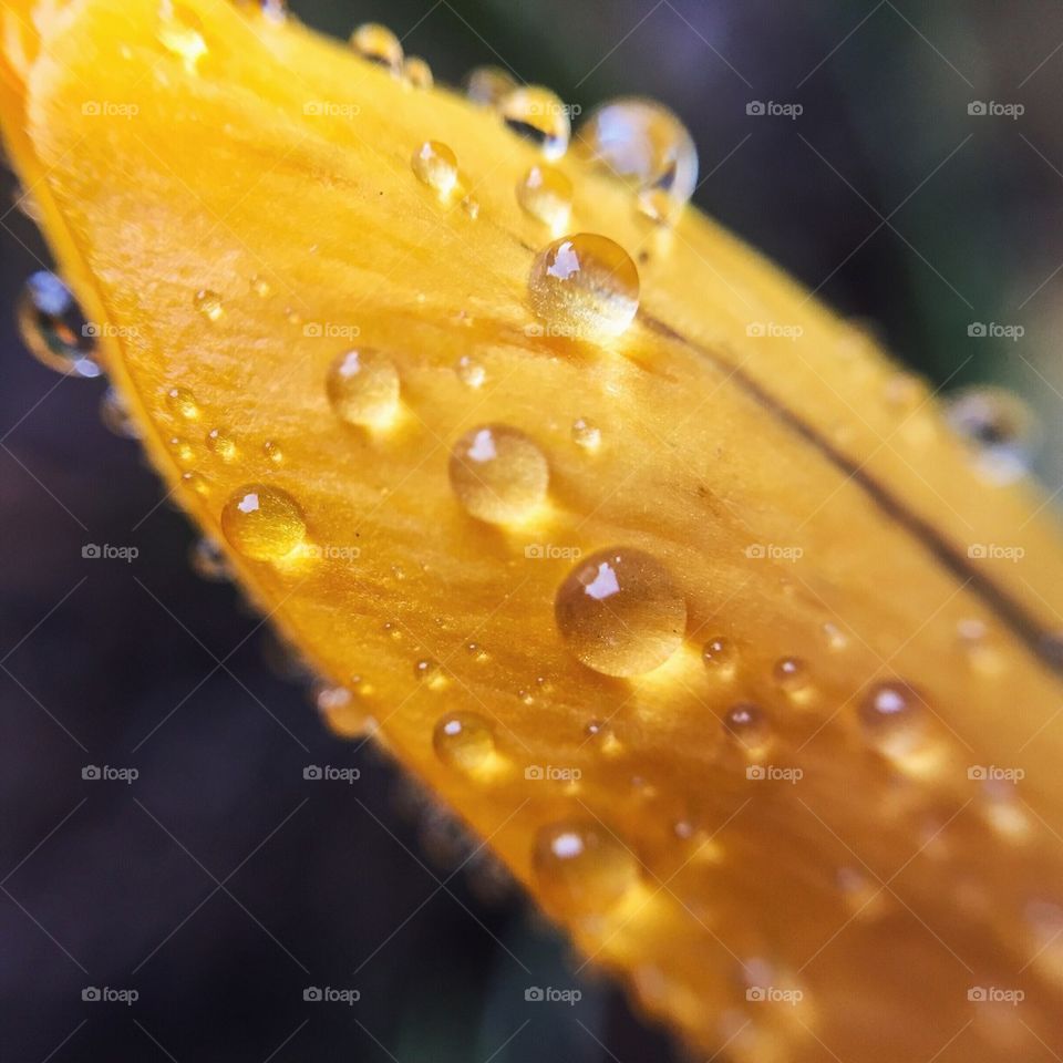 Drops