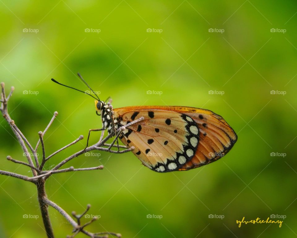 a beautiful butterfly is clinging to a branch
