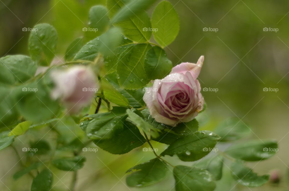 Pink rose in the garden