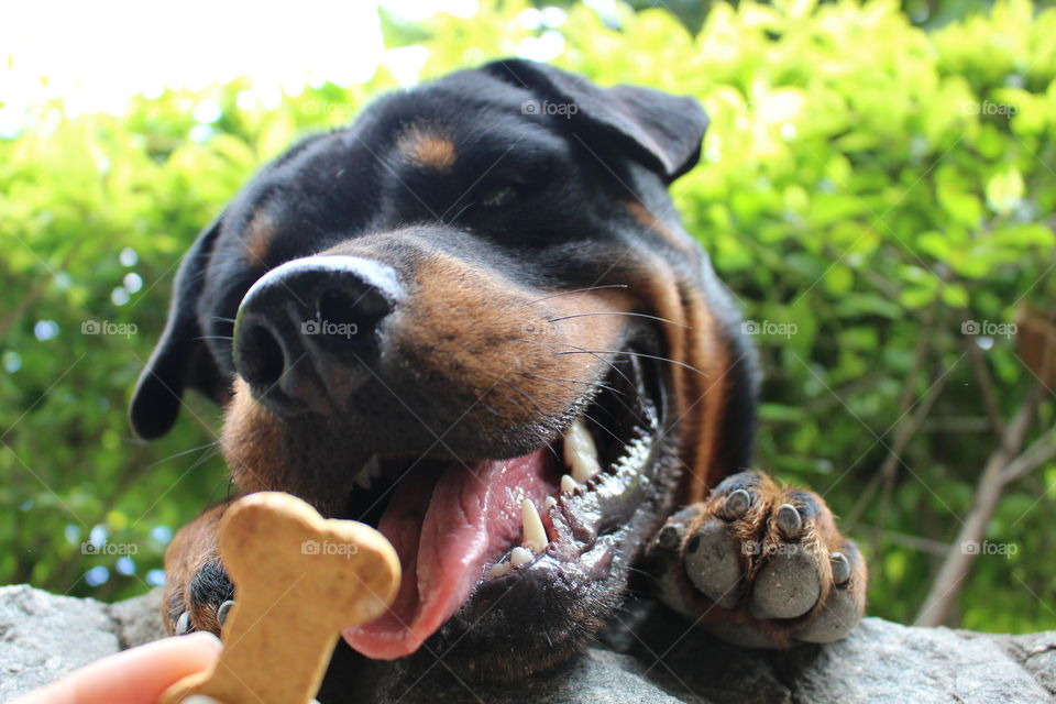 Rottweiler 