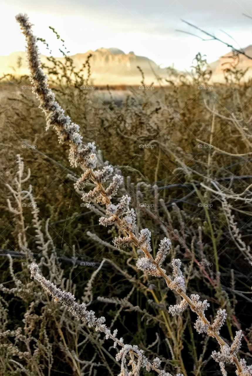 Dried vegetation received a kiss of frost overnight in Moab, Utah.